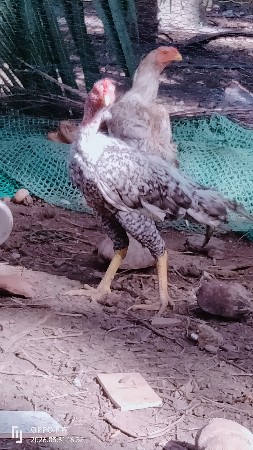 ઓરીજનલ અસીલ મરઘાં દેવાના છે