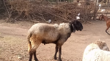 थंबनेल 3