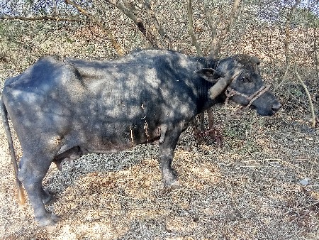 ભેંસ વેચાવછે