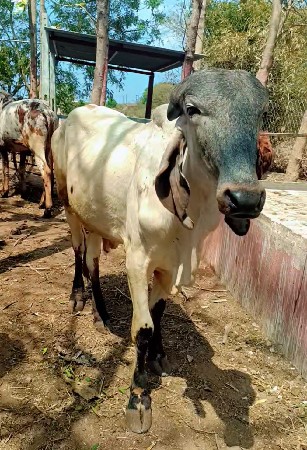 લીલડો ખુટ વેચવાનો છે.