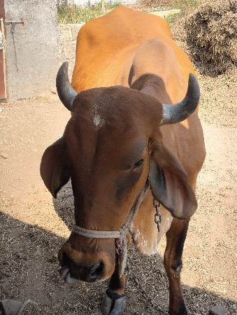 થંબનેલ 2