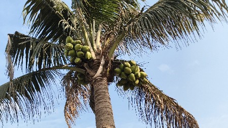 નાળિયેરી નો.  બગીચો  આપવાનો છે.