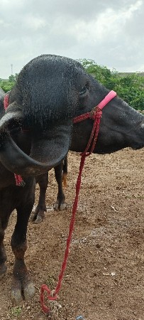 વેચવાની છે એક ભેશ છે એક ખડેલી