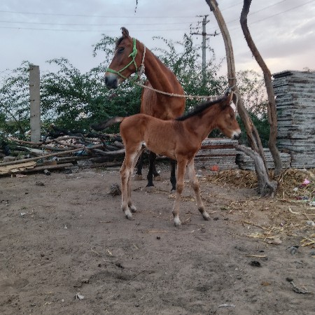 ઘોડી અને વસેરી