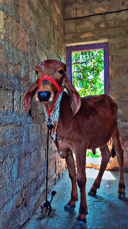 વેચવાની સે