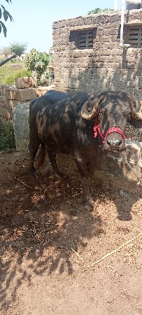 थंबनेल 3