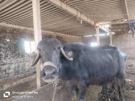 પેલું વેતર ભેંસ વેચવાની છે