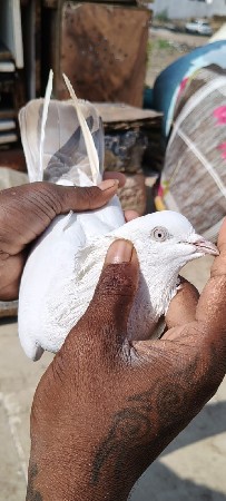 થંબનેલ 3