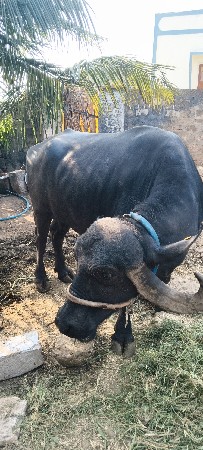 વેચવાની