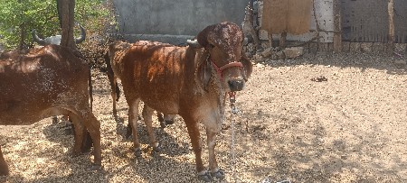 ગાય વેચવાની છે