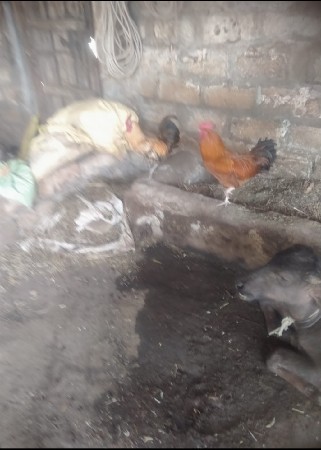 થંબનેલ 3