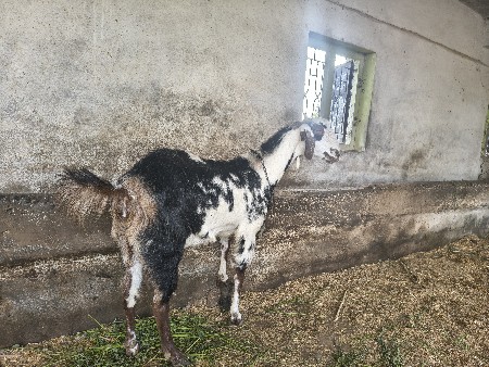 થંબનેલ 3