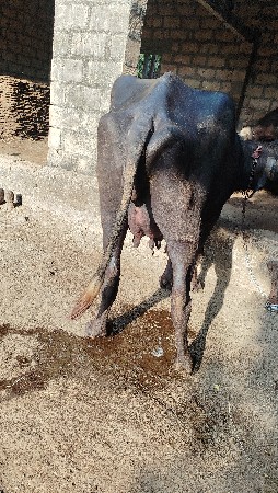 थंबनेल 3