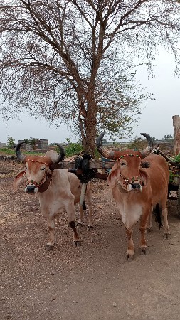 બળદ વેચાવ ના છે