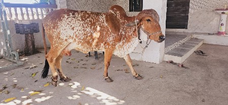 થંબનેલ 2