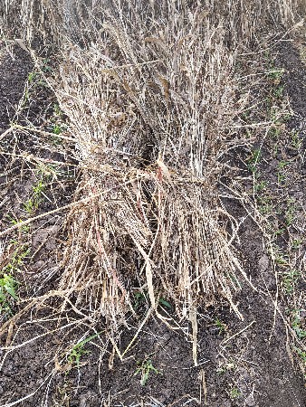 જુવાર નો ચારો