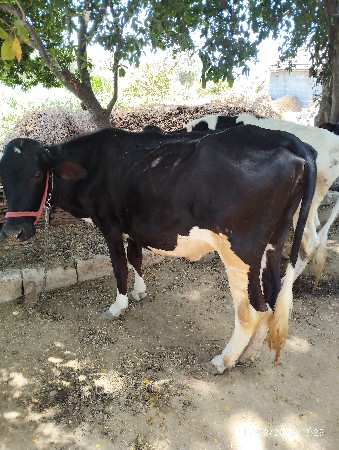 બે વાચડી વેચવાની છે