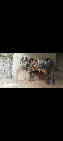 ગાય વેચવાની છે