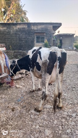 थंबनेल 4