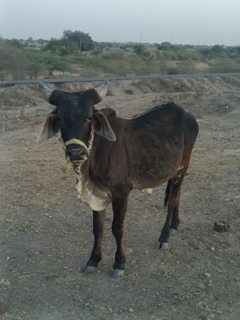 થંબનેલ 2