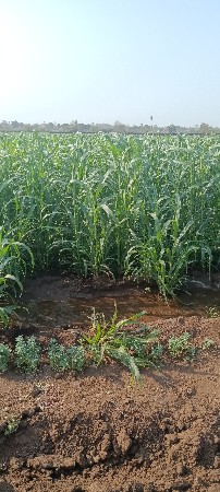 લીલો બાજરા નો ચારો વેચવાનો છે