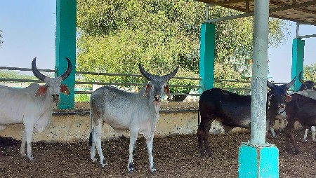 વાછરડા વેચાણથી આપવાના છે, 
દેશી