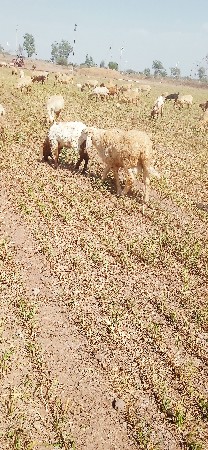 થંબનેલ 3