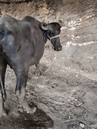 थंबनेल 2