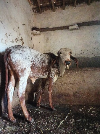 थंबनेल 2