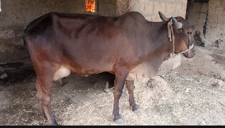ગાય વેચવાની છે