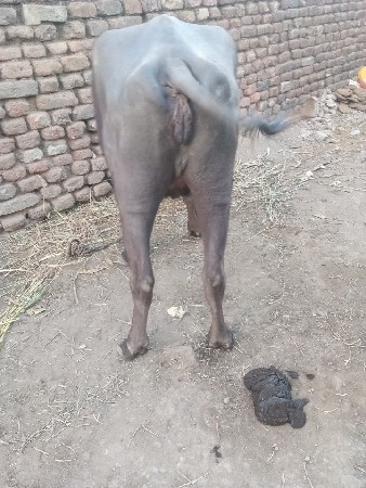 khadeli vasavi 3 mahino hale