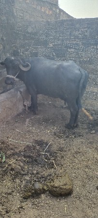 थंबनेल 2