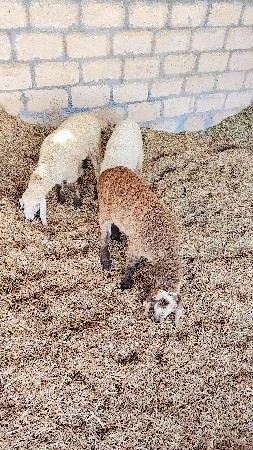 ઘેટા વેચવાના છે 3