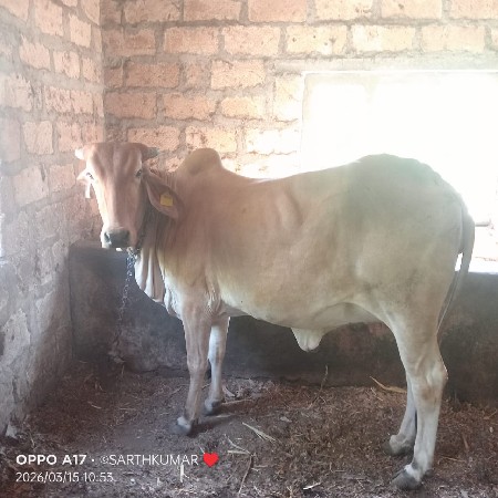 थंबनेल 3