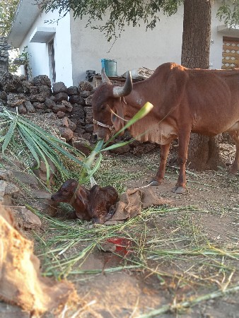 थंबनेल 3