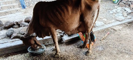 ગાય વેચવાની છે બીજું વેતર