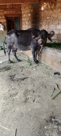 ભેશવેશવાનિછેશોથુવેતરનિપાડીછે