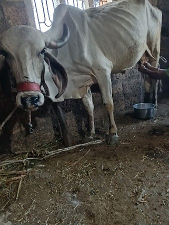 થંબનેલ 3