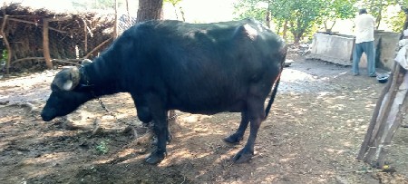 વેશવાનિ શે ભેંશ ફુલ ગેરટિ શાથે