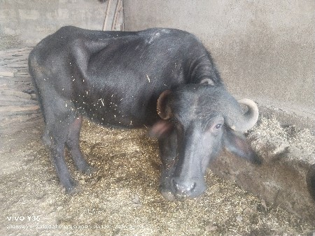 ખડેલી વેચવાની છે