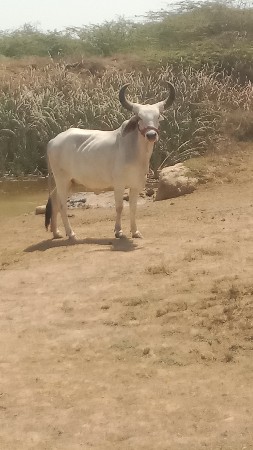 थंबनेल 3