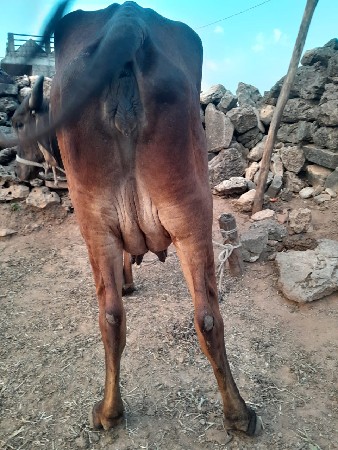 થંબનેલ 3