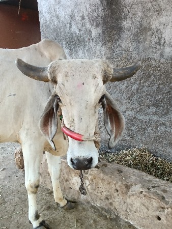 ગાય વેચવાની છે