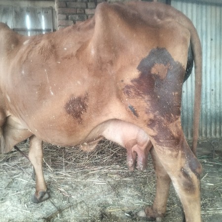 થંબનેલ 2