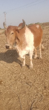 थंबनेल 3