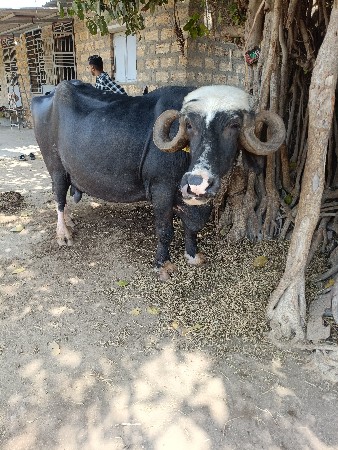 थंबनेल 2