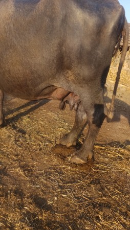 थंबनेल 3