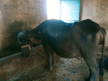 બે ખરેલા વેચવાના છે