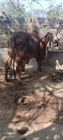 ગીર ગાય વેસવાની સે