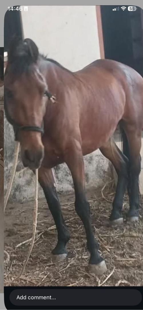 थंबनेल 3